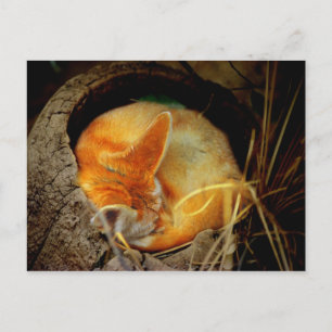 Fennec Fox Postkarte