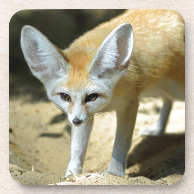 Fennec fox untersetzer (Vorderseite)