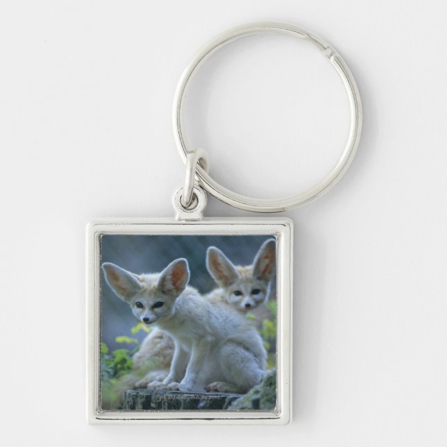 Fennek (Vulpes zerda) W�_stenfuchs, Fennec Schlüsselanhänger (Vorne)