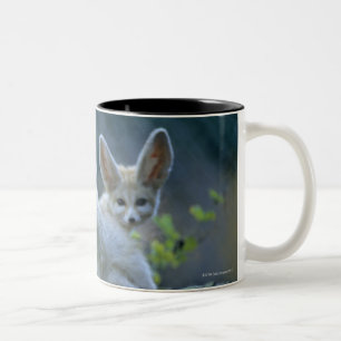 Fennek (Vulpes zerda) W�_stenfuchs, Fennec Zweifarbige Tasse