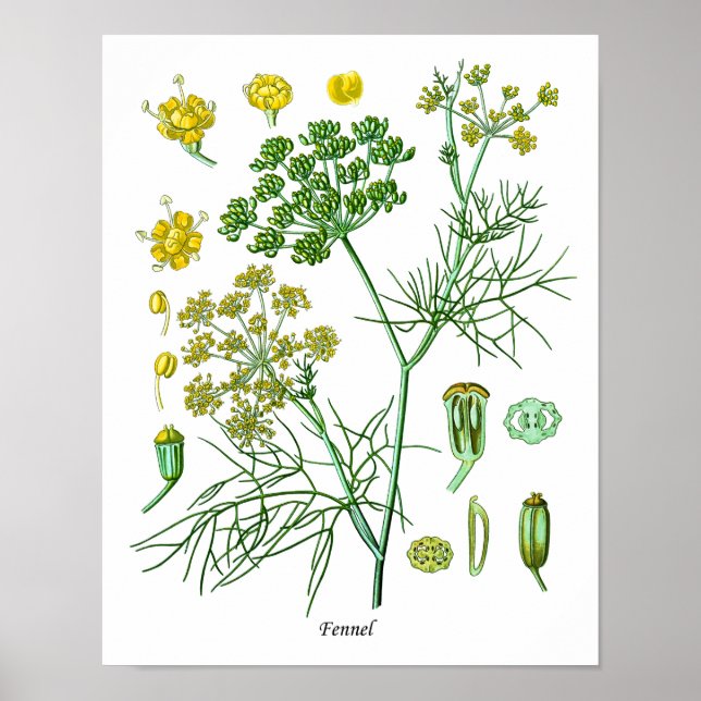 Fennel Herb Botanische Illustration Kitchen Decke Poster (Vorne)