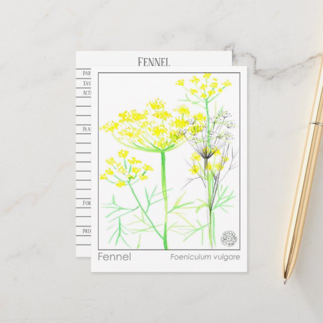 Fennel Materia Medical Herbal Study Card Postkarte (Vorderseite/Rückseite Beispiel)