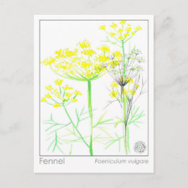 Fennel Materia Medical Herbal Study Card Postkarte