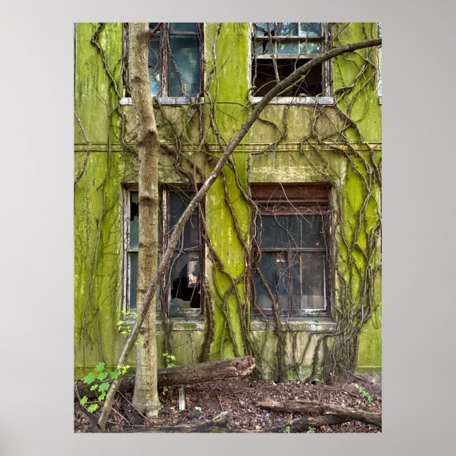 Fenster und Weinreben Poster (Vorne)