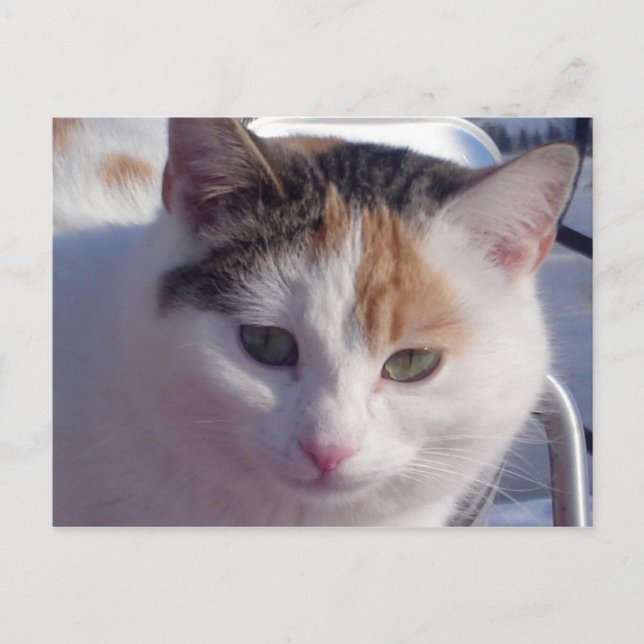 Feral Beauty Postkarte (Vorderseite)