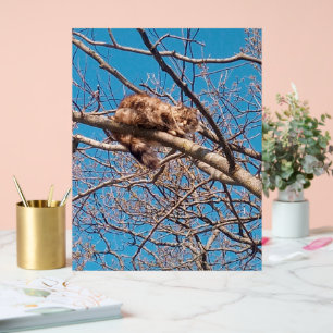 Feral Cat Lucy in Tree Amoureux des chats