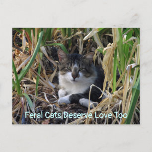 Feral Cats Mérite L'Amour À La Carte Postale