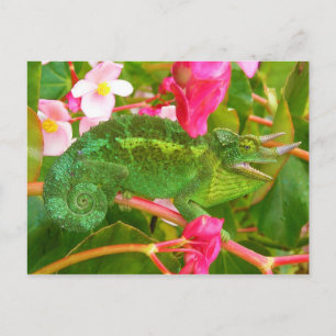 Feral Jackson's Chameleon auf Maui Island Hawaii Postkarte