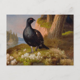 Ferdinand von Wright Black Grouses CC0065 Postkarte