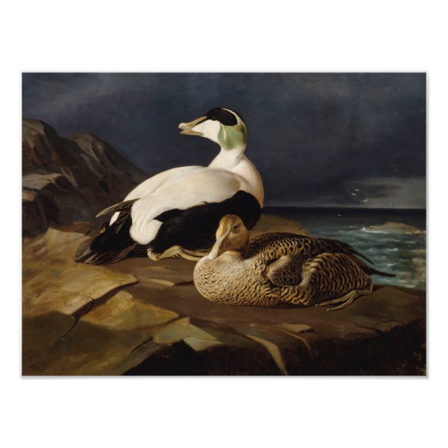 Ferdinand von Wright - Paar der Eider Fotodruck (Vorne)