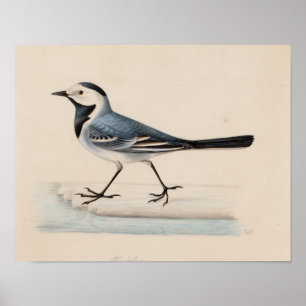 Ferdinand von Wright - White Wagtail Poster