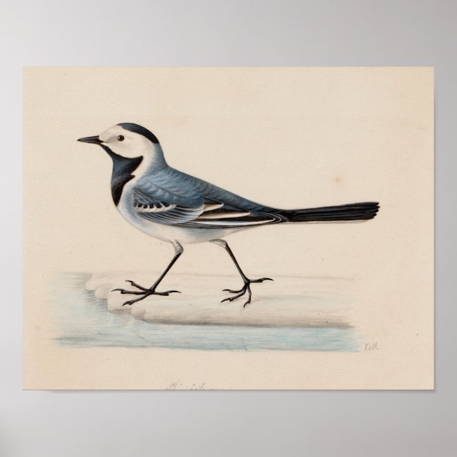 Ferdinand von Wright - White Wagtail Poster (Vorne)