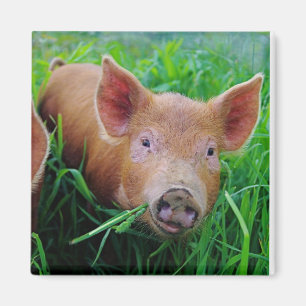 Ferkel, das Grasmagneten kaut Magnet