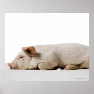 Ferkel, das unten Profil liegt Poster