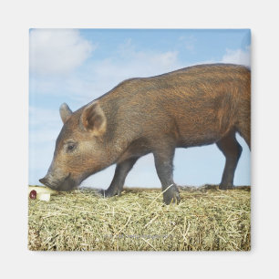 Ferkel-Essen Magnet