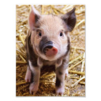 Ferkel