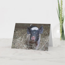 Ferkel im Stroh Karte