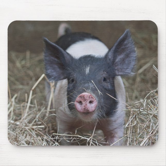 Ferkel im Stroh Mousepad (Vorne)
