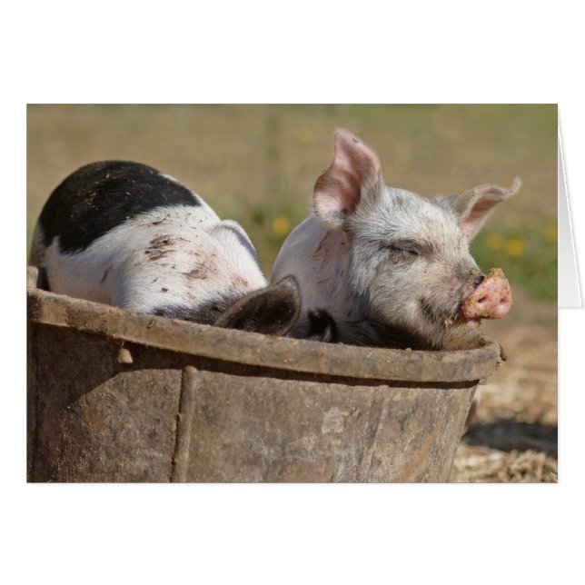 Ferkel in einem Eimer (Vorderseite (Horizontal))