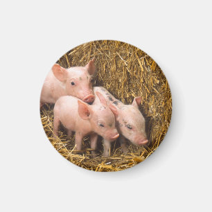Ferkel Magnet