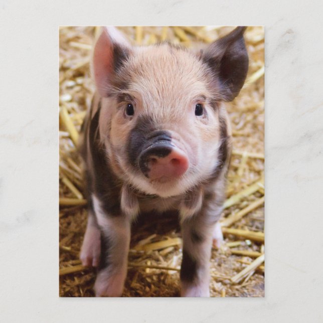 Ferkel Postkarte (Vorderseite)