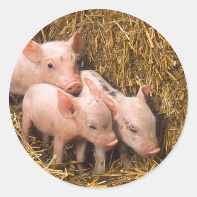 Ferkel Runder Aufkleber (Vorderseite)