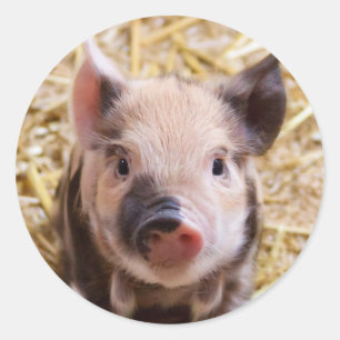 Ferkel Runder Aufkleber