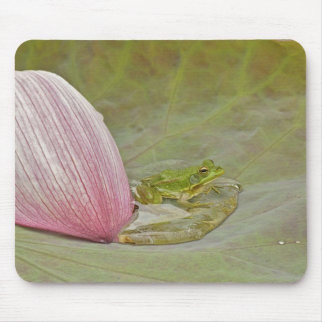 Ferkel und Lotus, Blume, China, Mousepad (Vorne)