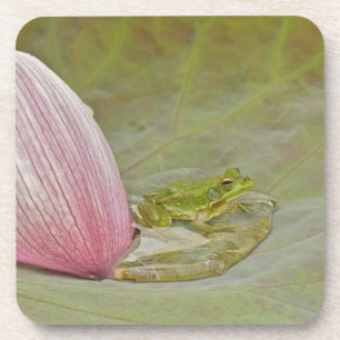 Ferkel und Lotus, Blume, China, Untersetzer