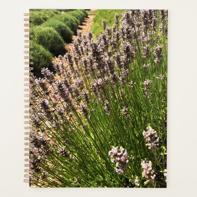 Ferme de Lavender (Devant)