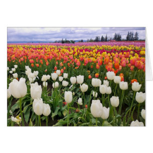 Ferme de Tulip
