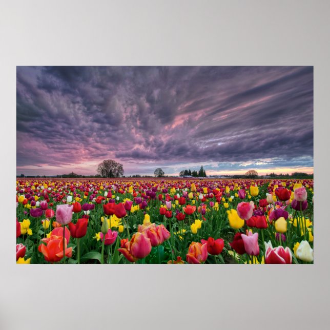 Ferme Tulip à Woodburn Oregon Poster de saison de  (Devant)