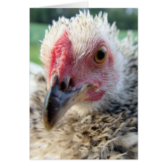 Fermer et personnel avec un Frizzle (Devant)