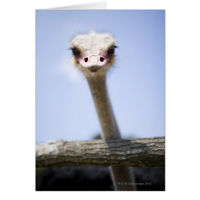 Fermer la tête d'autruche (Devant)