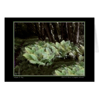 Fermes d'autruches à Langdon Woods