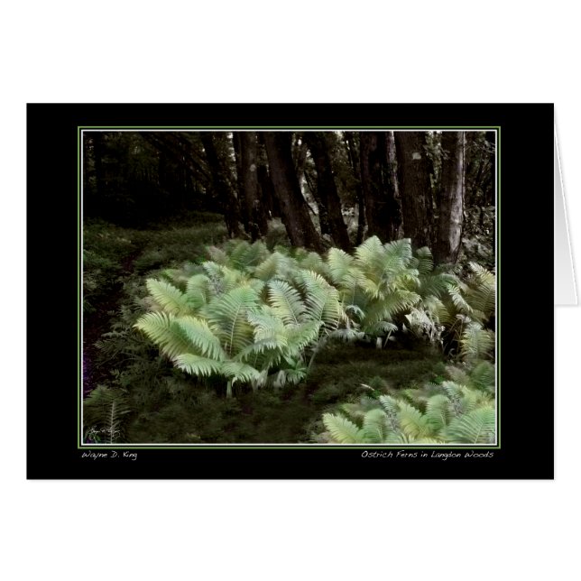 Fermes d'autruches à Langdon Woods (Devant horizontal)