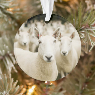 Fermes   Troupeau de moutons