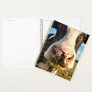 Fermes Vache Holstein Chewing