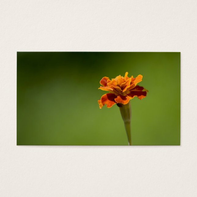 Fermeture de la fleur de Marigold (Devant)