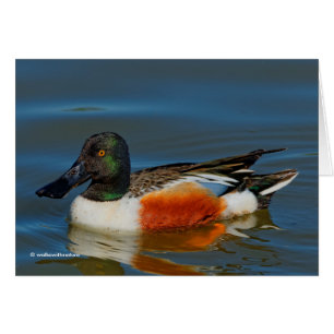 Fermeture d'un beau canard à chaussures nordique