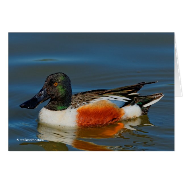 Fermeture d'un beau canard à chaussures nordique (Devant horizontal)