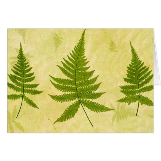 Fern (Vorderseite (Horizontal))