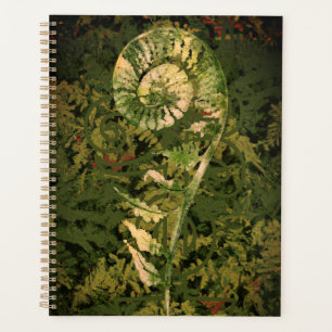 Fern