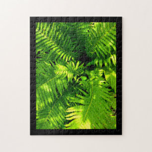 Fern