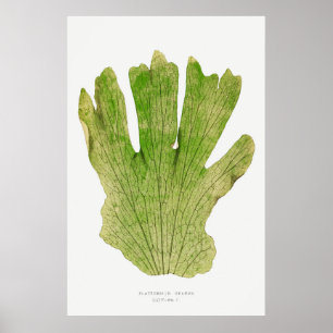 Fern. 4 poster
