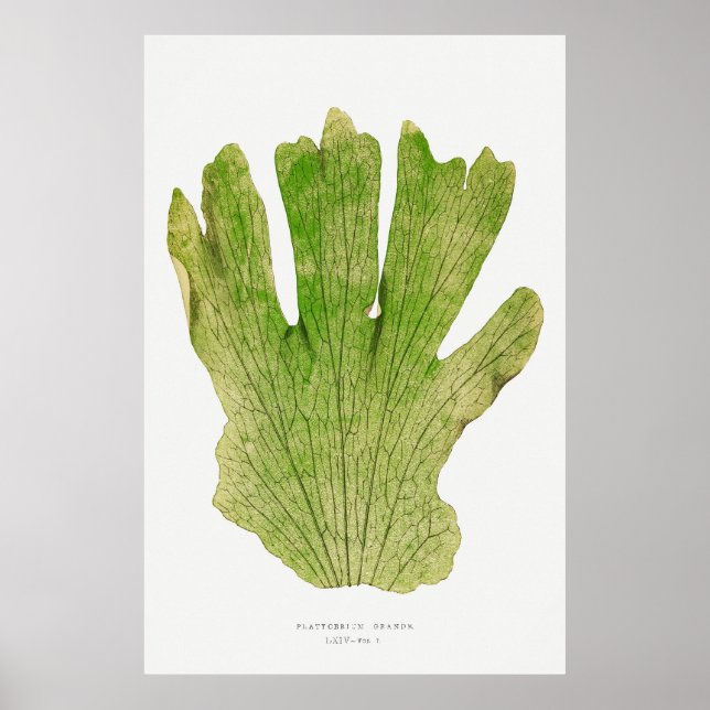 Fern. 4 poster (Vorne)