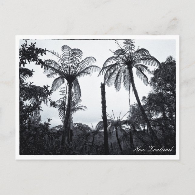 Fern-Baumwald, Natur, Neuseeland Postkarte (Vorderseite)