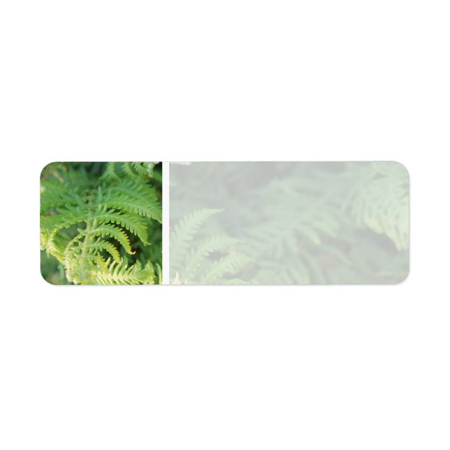 Fern Blätter. (Vorne)
