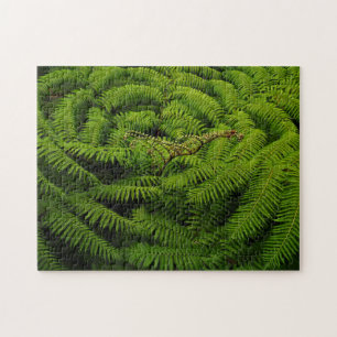 Fern-Blätter