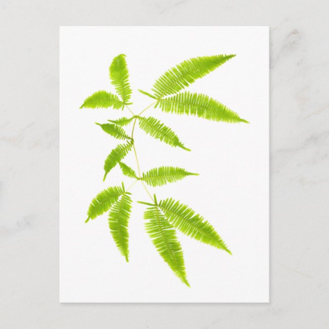 Fern-Blätter abgeschieden Postkarte (Vorderseite)